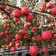慶陽蘋果 慶陽蘋果