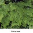 繁羽金粉蕨 繁羽金粉蕨