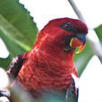 紅衣吸蜜鸚鵡(深紅吸蜜鸚鵡)