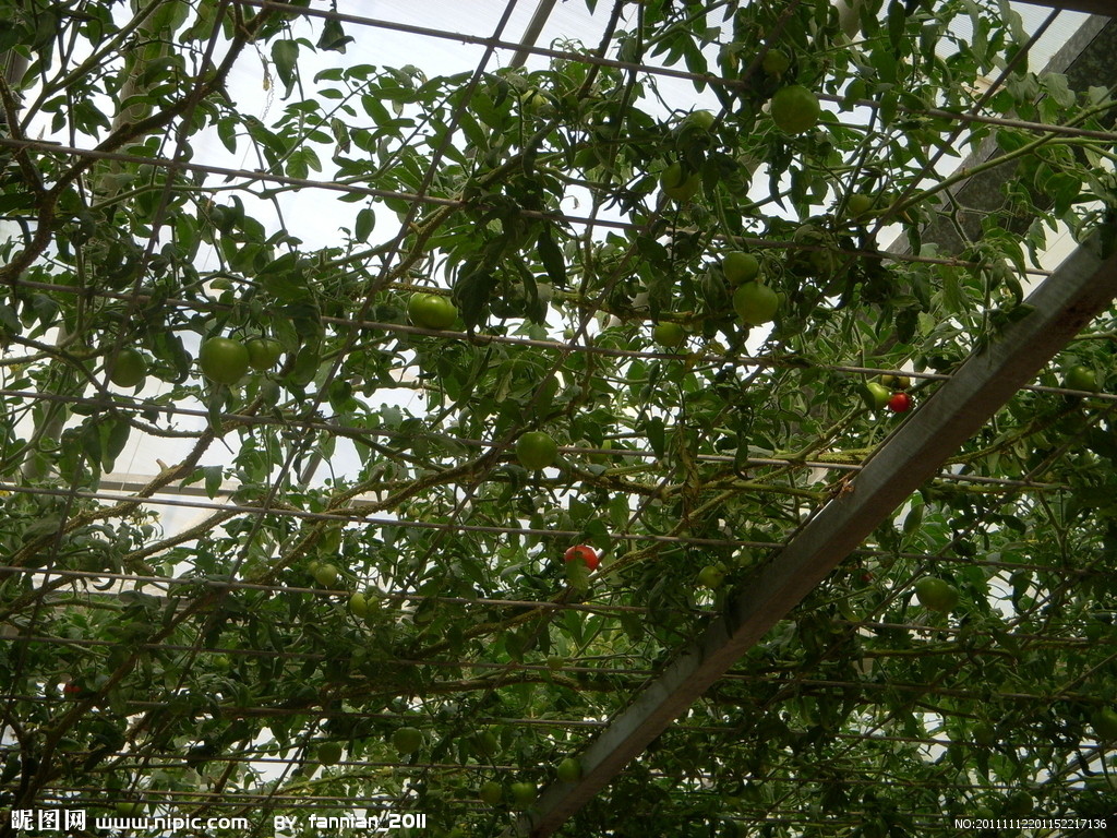 北方美味小果櫻桃番茄栽培