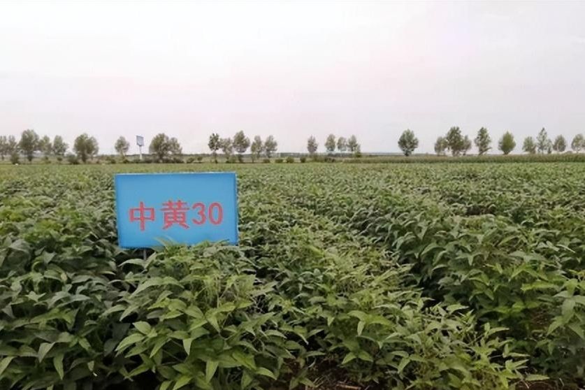 中黃30 中黃30