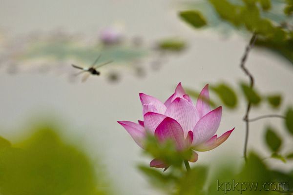 杖花茗荷 杖花茗荷