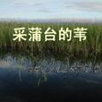 采蒲台的葦 采蒲台的葦
