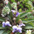 天山堇菜 天山堇菜