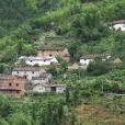 柿樹嶺 柿樹嶺
