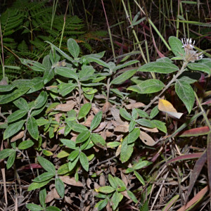 Lagascea heteropappus