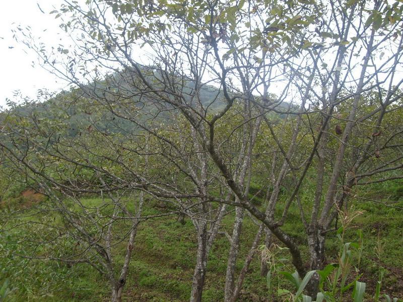 扎郎村(雲南省楚雄州楚雄市八角鎮轄行政村) 扎郎村(雲南省楚雄州楚雄市八角鎮轄行政村)