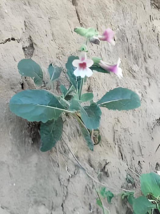 山裡的孩子們 山裡的孩子們