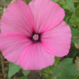 花葵 花葵