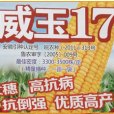 威玉17 威玉17
