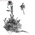 庫沙克黃芪 庫沙克黃芪