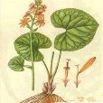 蹄葉紫菀 蹄葉紫菀