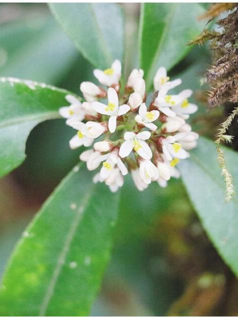 細齒茵芋 細齒茵芋