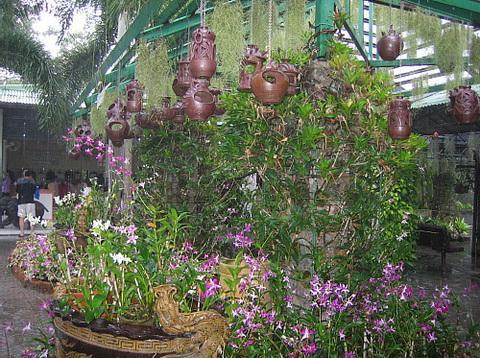 蘭花園 蘭花園