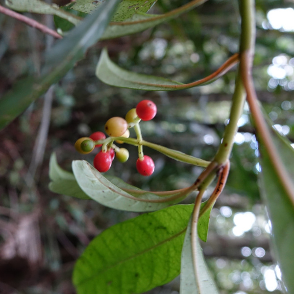 Psychotria polygrammata