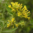 黃芫花(黃芫花) 黃芫花(黃芫花)