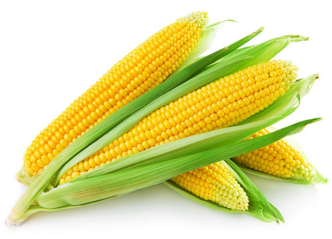 玉米(禾本目禾本科植物)