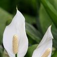 白鶴芋 白鶴芋