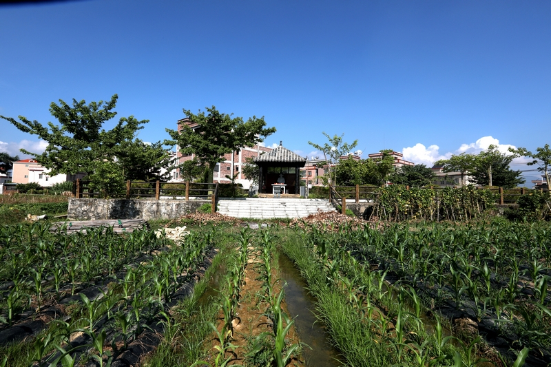 金神村 金神村