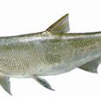 多鱗白魚 多鱗白魚