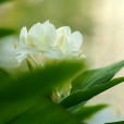 少花姜花 少花姜花