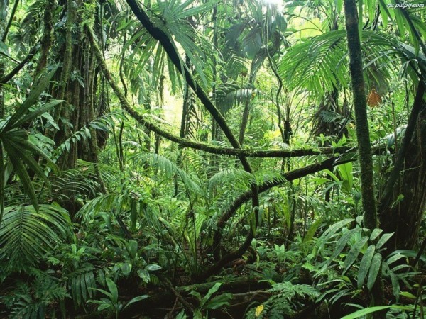 亞馬孫熱帶雨林(亞馬遜森林（地球上最著名的熱帶雨林）)