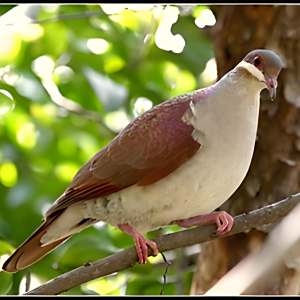綠頂鶉鳩 綠頂鶉鳩