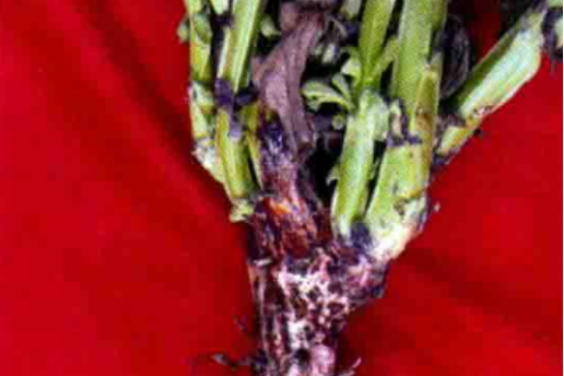 蠶豆菌核病 蠶豆菌核病