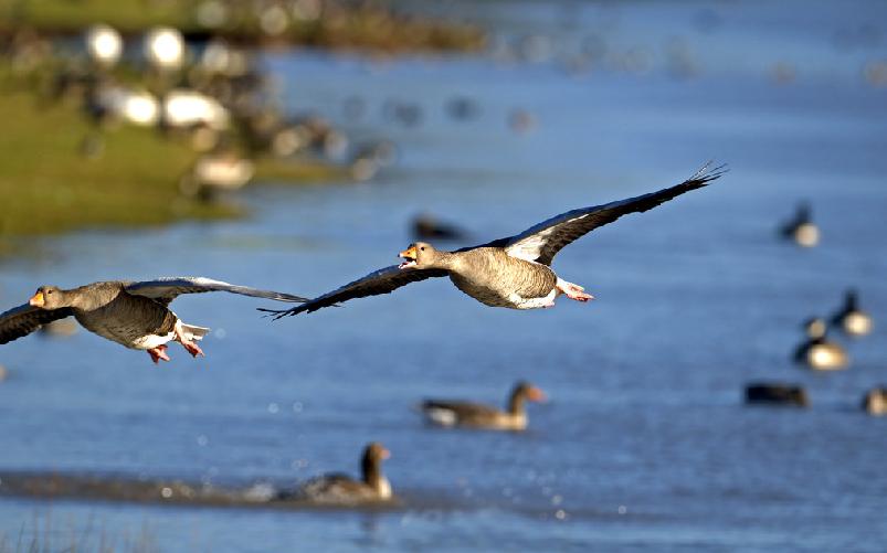 七裏海國家濕地公園 鳥類動物