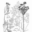 黑水岩茴香