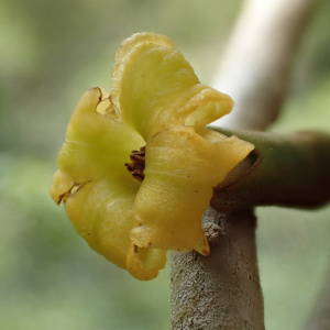 Nothocestrum peltatum