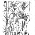 中華菅 中華菅