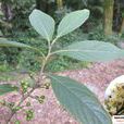 大果木姜子 大果木姜子