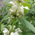 野芝麻(管狀花目唇形科植物)