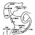 肝腸循環 肝腸循環