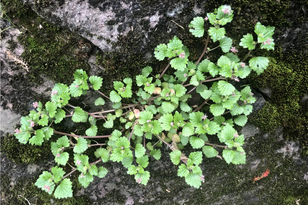 毛花點草(蕁麻科花點草屬植物) 毛花點草(蕁麻科花點草屬植物)
