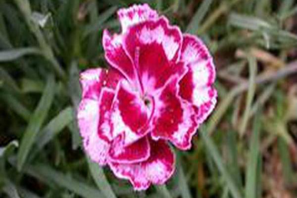 Dianthus \x27Laced Romeo\x27