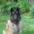 比利時坦比連犬(特弗倫犬) 比利時坦比連犬(特弗倫犬)