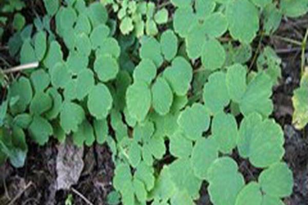 Thalictrum squarrosum Thalictrum squarrosum