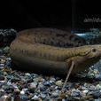 肺魚亞綱 肺魚亞綱