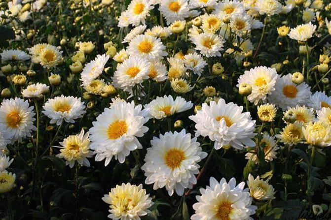抗白菊 抗白菊