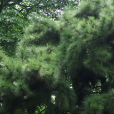 加勒比松(古巴松) 加勒比松(古巴松)