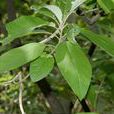 櫨菊木 櫨菊木