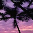 Palm Trees Sky Sunrise Sunset Journal: Notebook, Diary, Blank Book Palm Trees Sky Sunrise Sunset Journal: Notebook, Diary, Blank Book