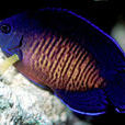 雙棘刺尻魚 雙棘刺尻魚