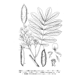 粗莖魚藤 粗莖魚藤