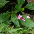 翅莖蜂鬥草(野牡丹科蜂鬥草屬植物) 翅莖蜂鬥草(野牡丹科蜂鬥草屬植物)