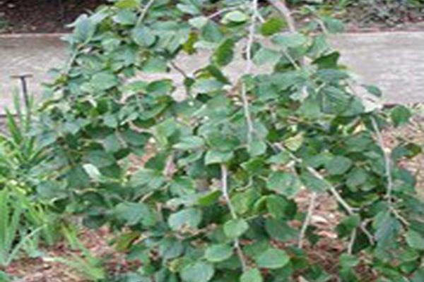 Hamamelis japonica \x27Pendula\x27