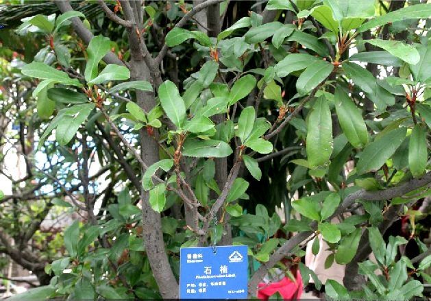石楠SY-1 石楠SY-1
