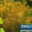 紅羽毛草